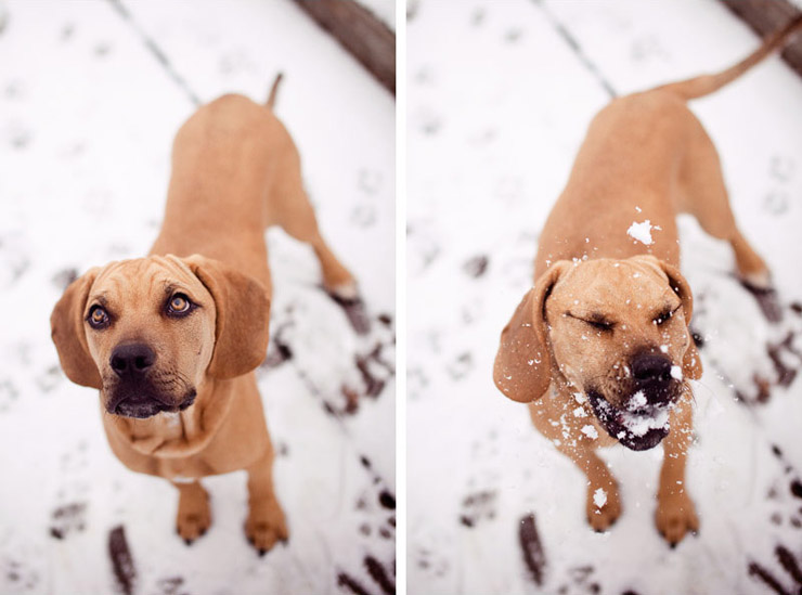 chester the hound pup