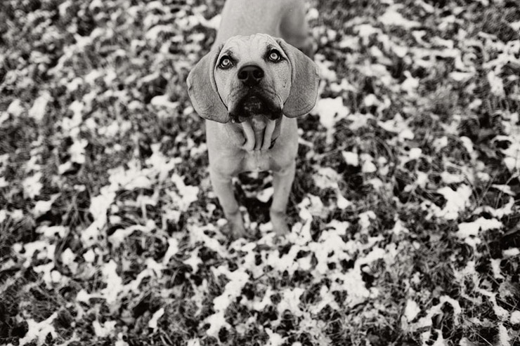 white christmas in tennessee hound pup