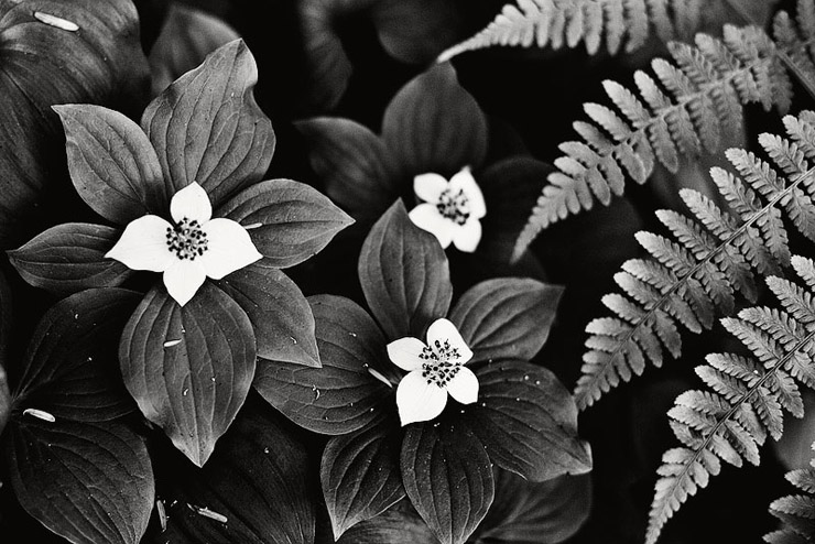 flowers in tongas national park alaska