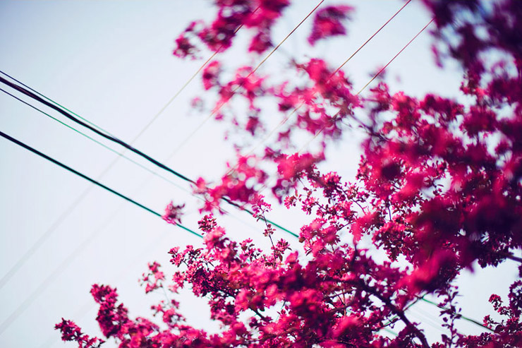 flowers and powerlines