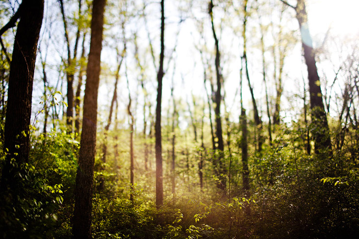 murfreesboro woods with sun flare