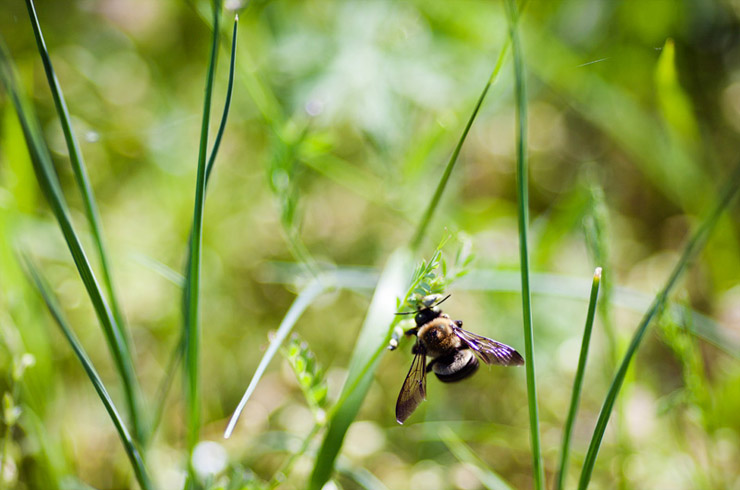 bumblebee