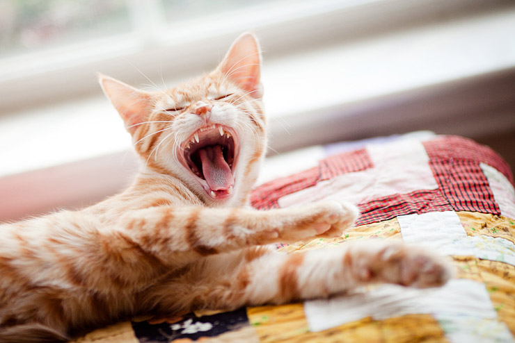 cat yawning