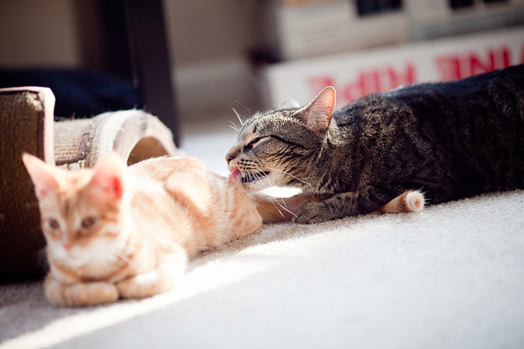 cat licking another cat