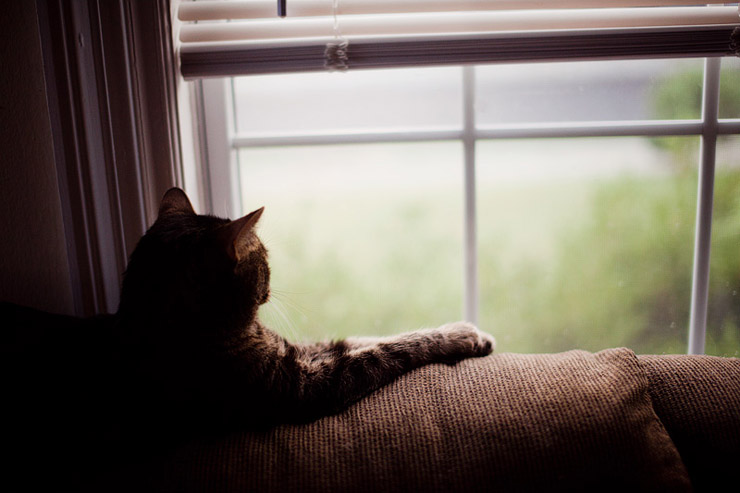 kitty looking out the window