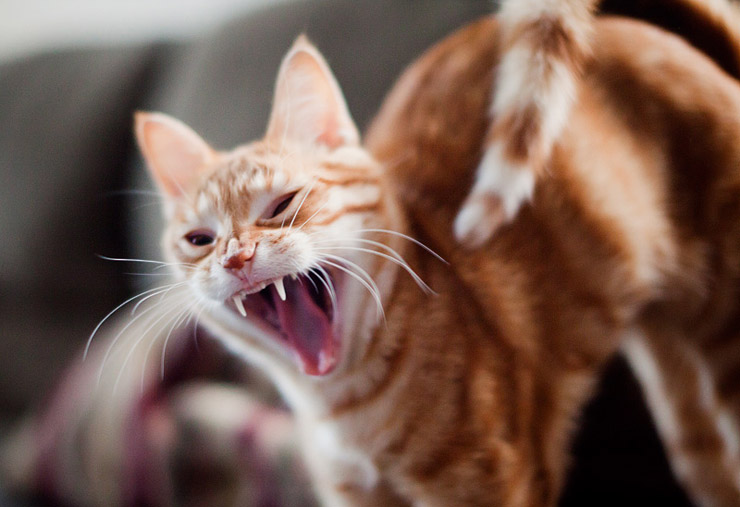 cutest kitty in the world yawning