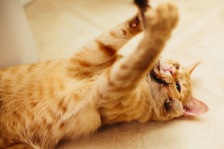 engagement photos with a cat